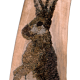 Hase