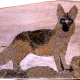 Hund