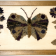 Schmetterling mit Blumen